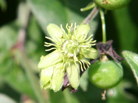 Passiflora suberosa