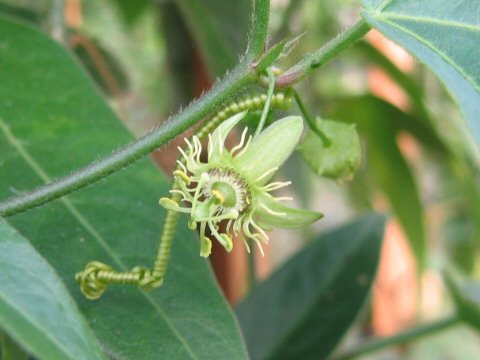 Passiflora suberosa