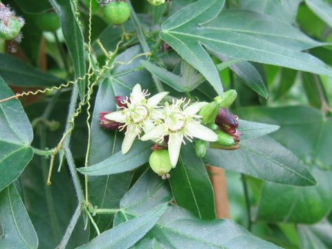 Passiflora suberosa