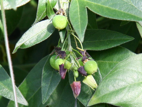 Passiflora suberosa