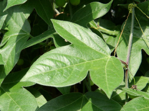 Passiflora suberosa