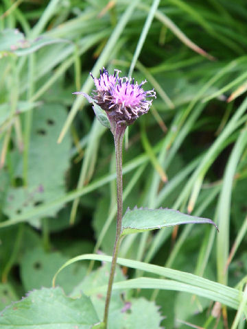 Saussurea nikoensis var. sessiliflora