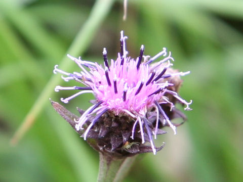 Saussurea nikoensis var. sessiliflora