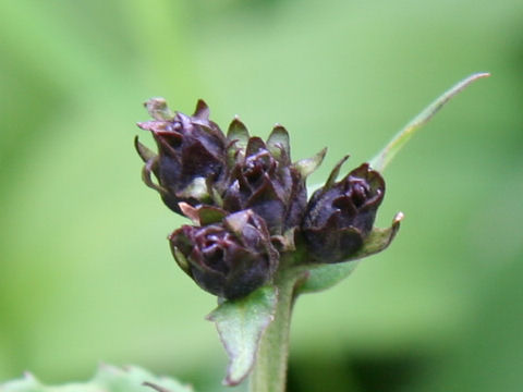 Saussurea nikoensis var. sessiliflora