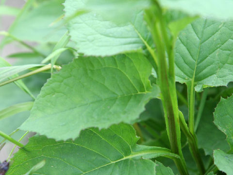 Saussurea nikoensis var. sessiliflora