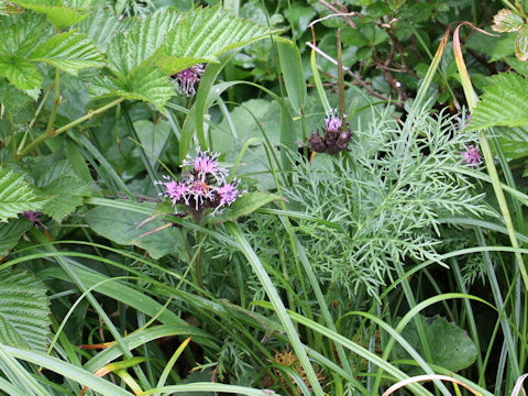 Saussurea nikoensis var. sessiliflora