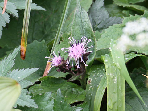 Saussurea nikoensis var. sessiliflora