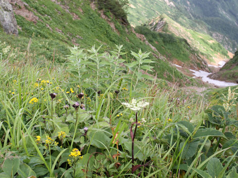 Saussurea nikoensis var. sessiliflora