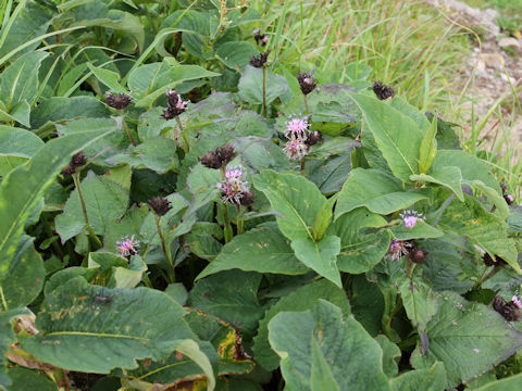 Saussurea nikoensis var. sessiliflora