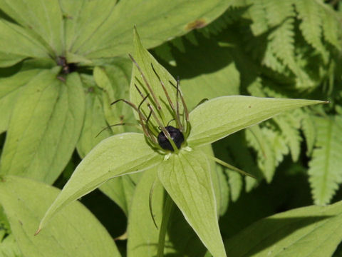 Paris verticillata