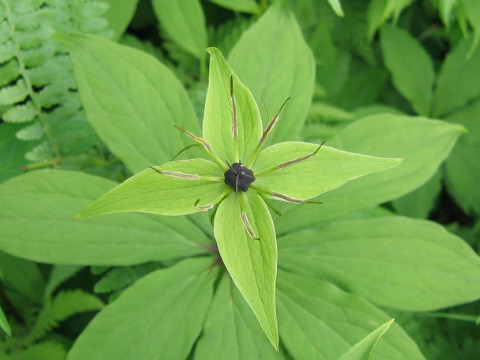 Paris verticillata