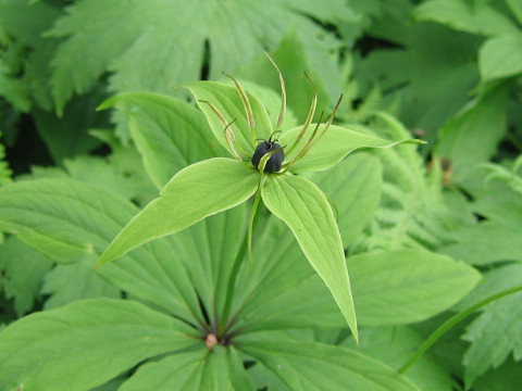 Paris verticillata