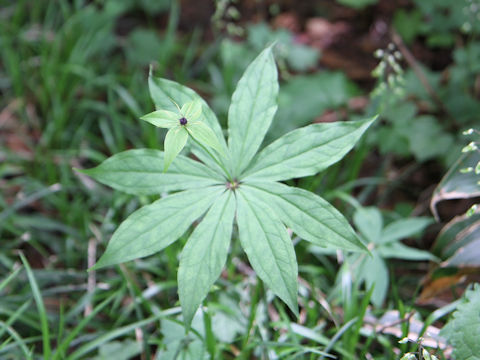 Paris verticillata