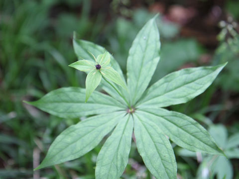 Paris verticillata