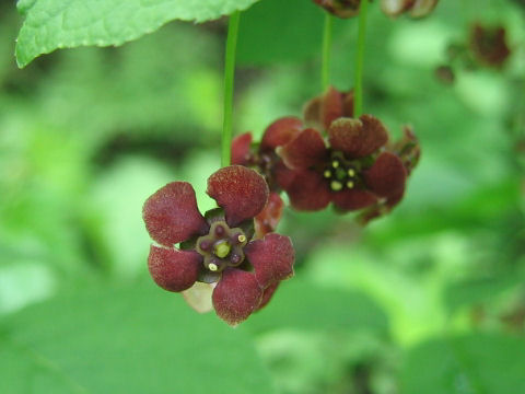 Euonymus tricarpus