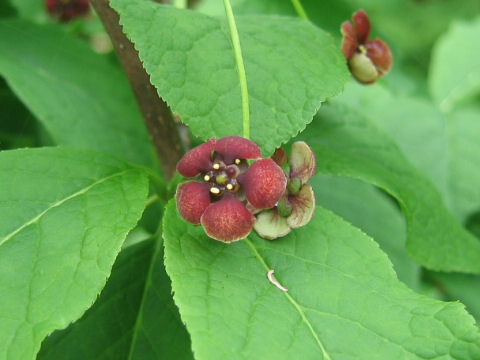 Euonymus tricarpus