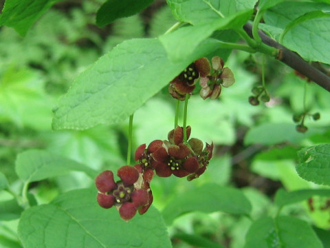 Euonymus tricarpus