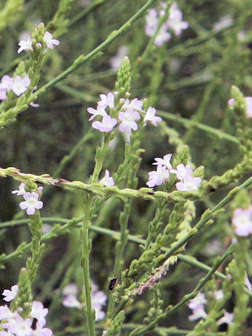 Verbena officinalis