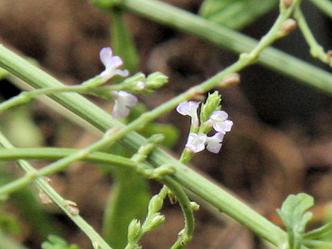 Verbena officinalis