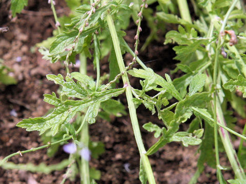 Verbena officinalis