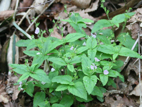 Veronica miqueliana