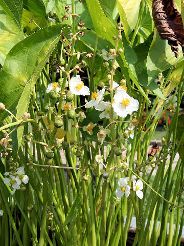 Sagittaria trifolia var. edulis