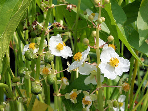 Sagittaria trifolia var. edulis