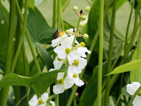 Sagittaria trifolia var. edulis