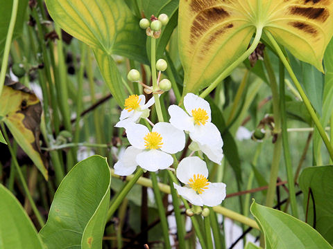 Sagittaria trifolia var. edulis