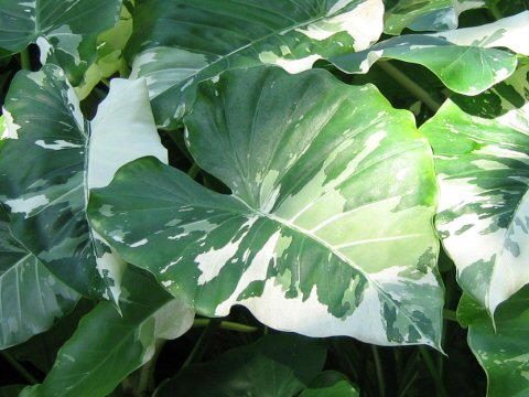 Alocasia odora