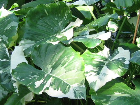 Alocasia odora