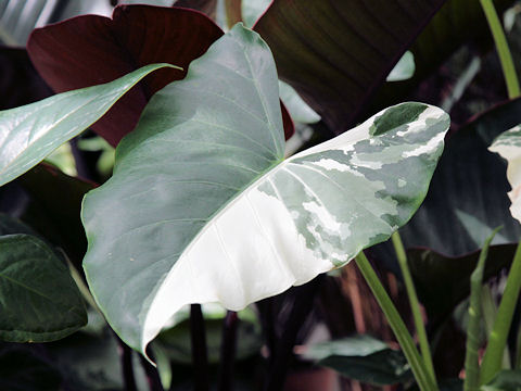 Alocasia odora