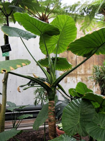 Alocasia odora