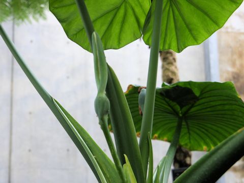 Alocasia odora