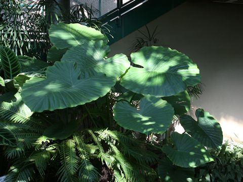 Alocasia odora