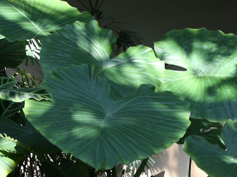 Alocasia odora