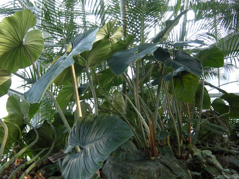 Alocasia odora