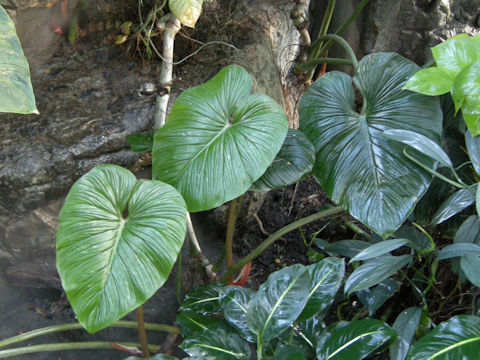 Alocasia odora