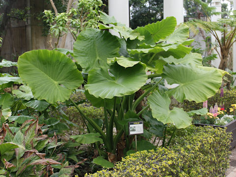 Alocasia odora