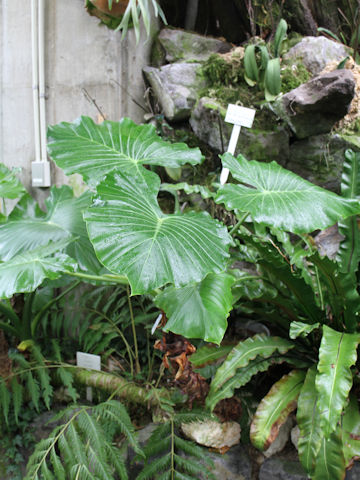 Alocasia odora