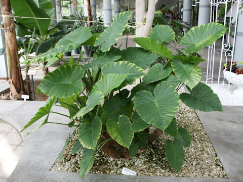 Alocasia odora