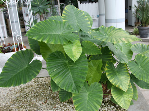 Alocasia odora