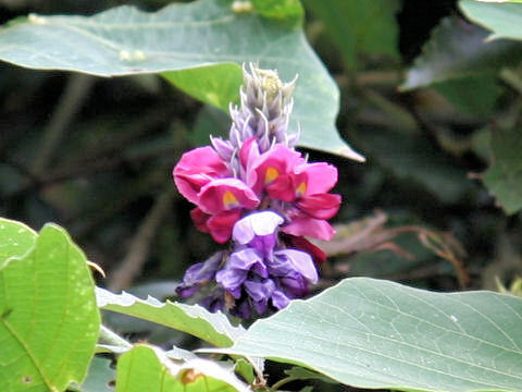 Pueraria lobata