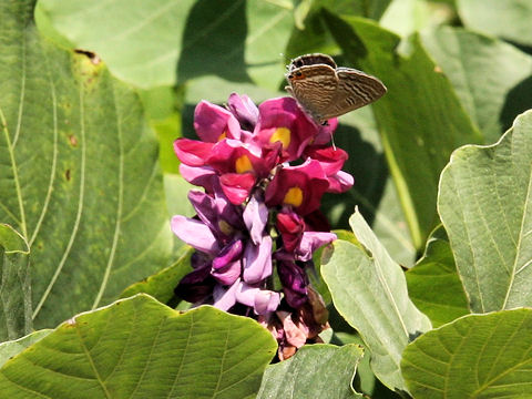 Pueraria lobata