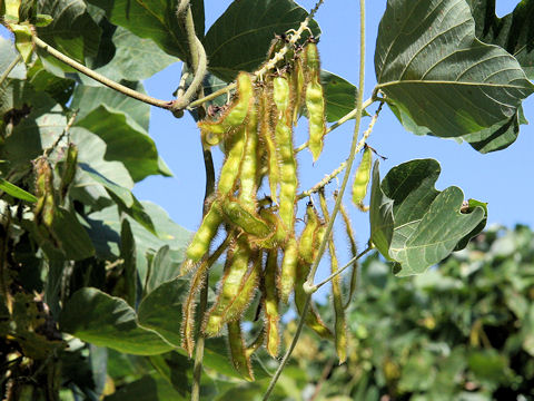 Pueraria lobata