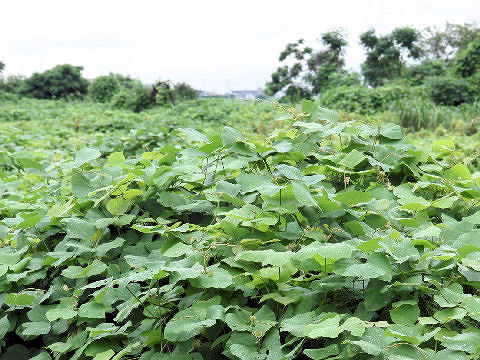 Pueraria lobata