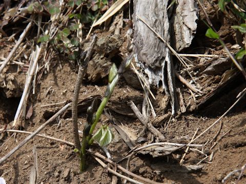 Pueraria lobata