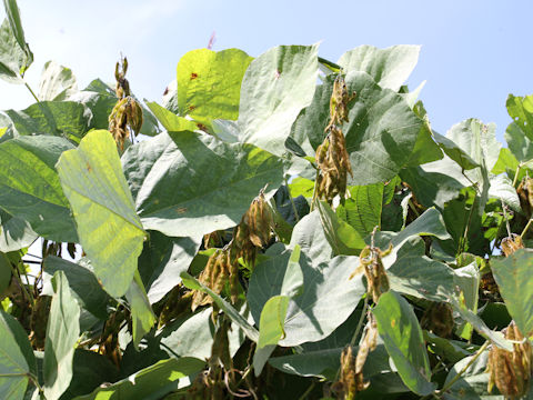 Pueraria lobata