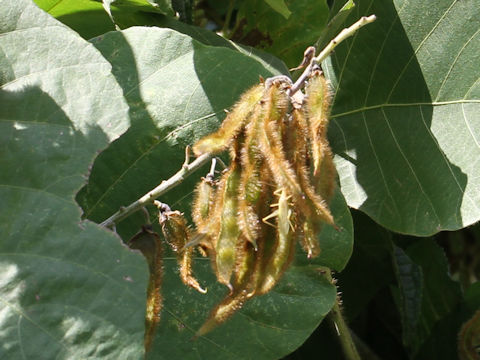 Pueraria lobata