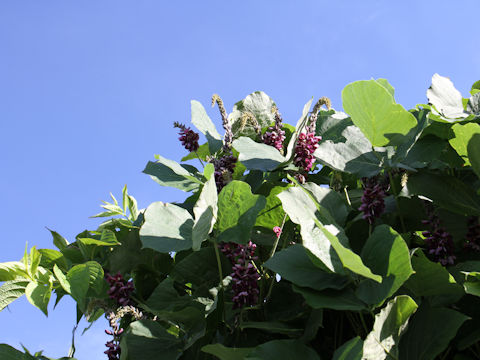 Pueraria lobata